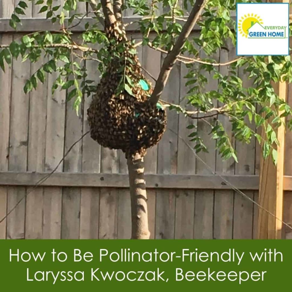 Beekeeper Laryssa Kwoczak | The Everyday Green Home Podcast | Green home coach