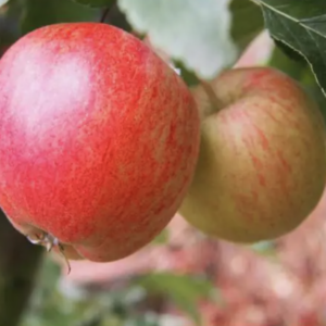 honeycrisp apple | green home coach | home depot