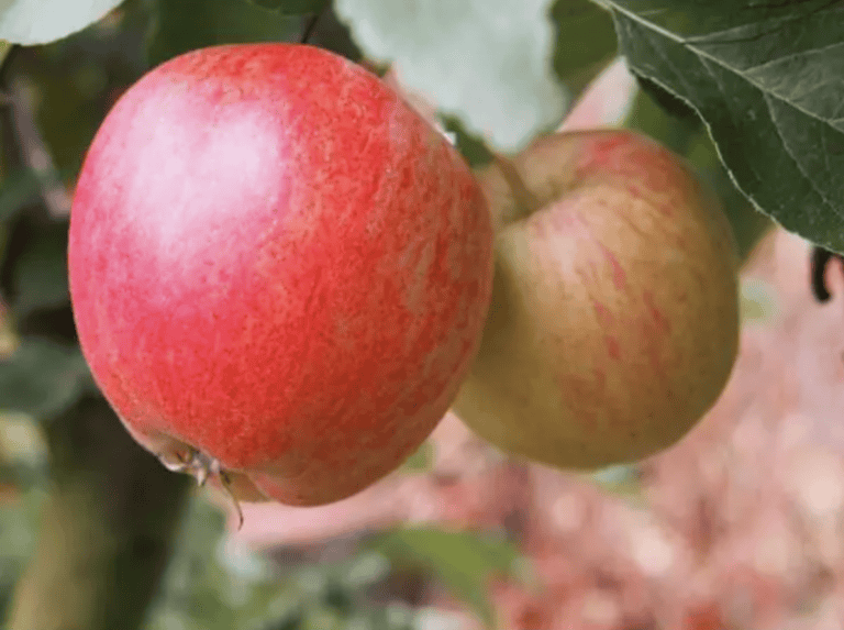 Dwarf Honeycrisp Apple Tree Bare Root Green Home Coach