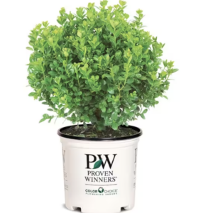 boxwood | green home coach | home depot